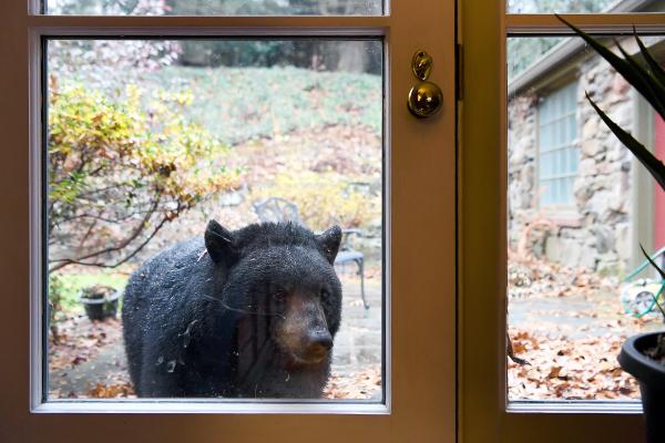 a bear peers in the window of a house