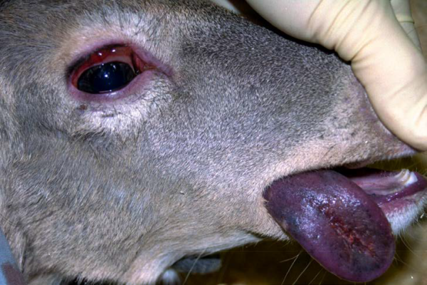 hemorrhagic disease sign: bluish discoloration of the tongue