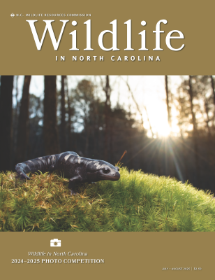 The cover of the July/August 2025 Wildlife in North Carolina Magazine featuring the prize-winning photo of a salamander