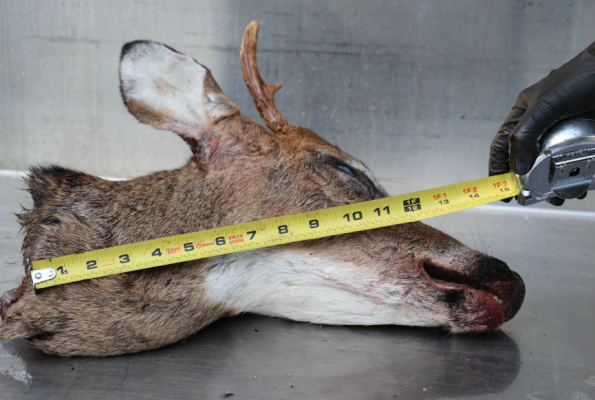 a yellow measuring stick is used to to measure a deer head that is resting on a stainless steel table