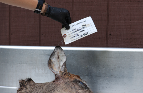 a hand holds up the tag attached to a deer head that is resting on a stainless steel table