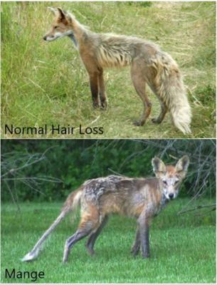Split screen image of coyote with normal hair loss on one side and image of coyote with mange on the other side.