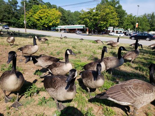 Resident Canada Goose Flock in Raleigh. Photo Credit Falyn Owens, NCWRC