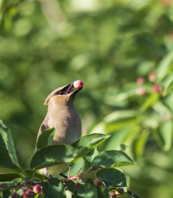 cedar waxwing perches on a branch while eating service berries