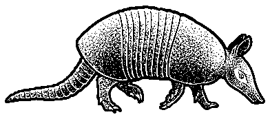 black and white drawing of a nine-banded armadillo