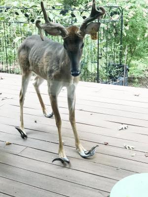 a deer stands on a porch with abnormally curved and elongated hooves on all 4 limbs