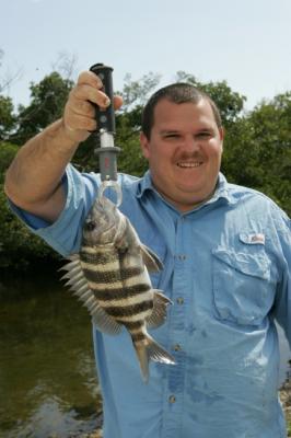 an angler holds up a sheepshead fish he has caught