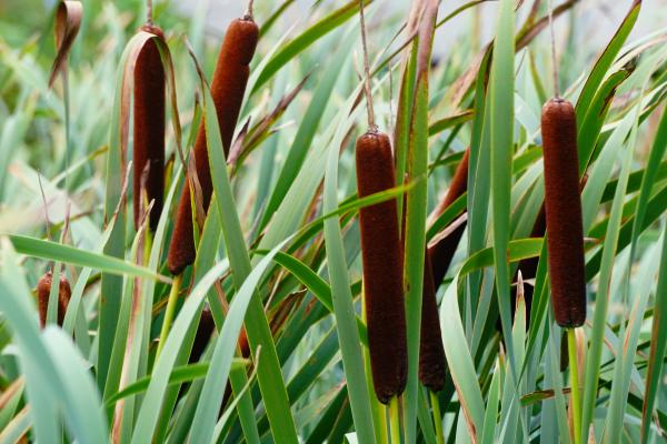 An upclose view of cattails