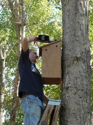 volunteer installs a wood duck box on a tree
