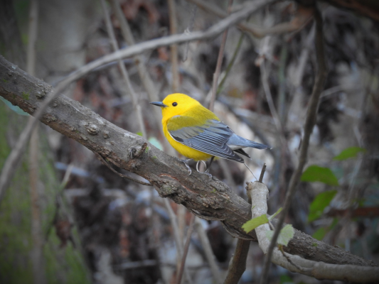 a bird perches on a tree branch
