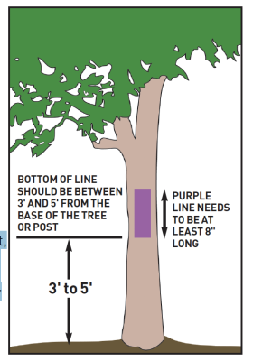 A graphic of a tree indicating 3 to 5 feet off the ground a purple line being painted at least 8 inches long