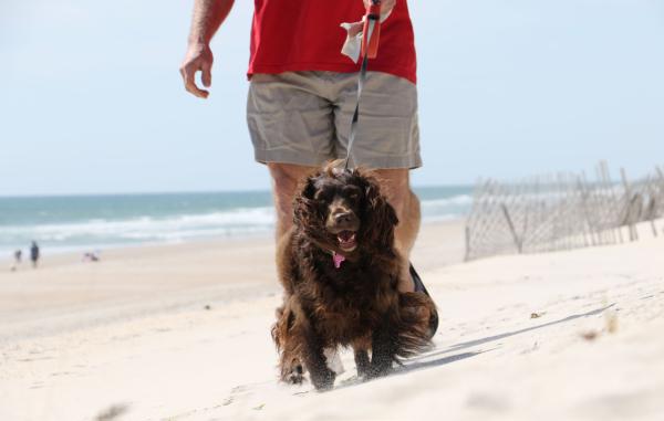 A dog on a leash walks along the beach with its owner