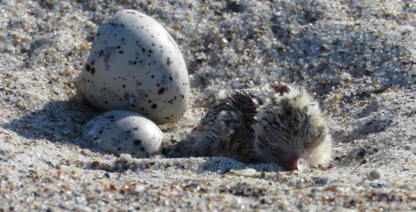 Least Tern chick and egg on the beach
