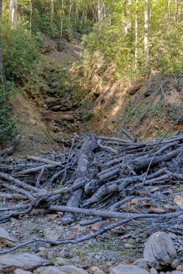 downed trees from Hurricane Helene damage