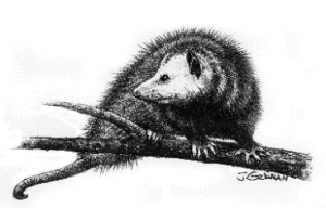 a black and white drawing of a possum on a tree branch looking over its shoulder