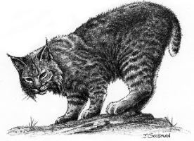 a black and white drawing of a bobcat