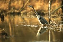 Great Blue Heron