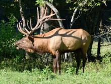 Elk