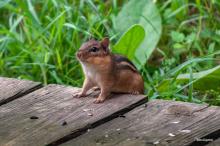 Eastern Chipmunk
