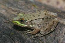 Green Frog