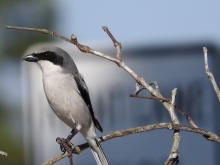 Loggerhead Shrike