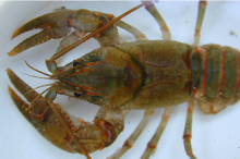 Chattahoochie Crayfish 1