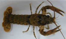 Chowanoke Crayfish