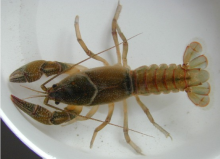 Devil Crayfish