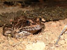 Pickerel Frog