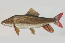 Robust Redhorse Fish