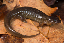 Santeetlah Dusky Salamander laying on orange leaf