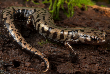 A Weller's Salamander laying in the mud