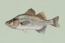 White Perch