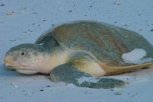 Atlantic Ridley Turtle