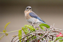 Eastern Blue Bird