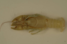 Longnose Crayfish