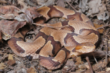 Copperhead snake