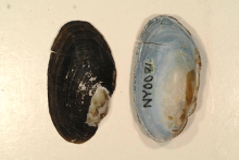 creeper mussel