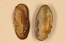 Cumberland Moccasinshell