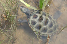 Diamondback Terrapin Turtle