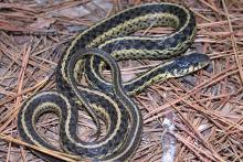 Eastern Garter Snake