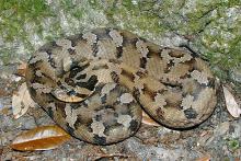 Eastern Hognose Snake