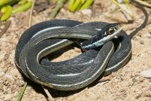 Eastern Ribbon Snake