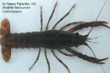 Edisto Crayfish