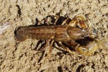 French Broad Crayfish
