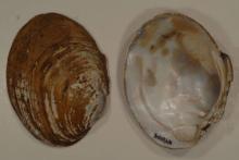 Yellow Lamp Mussel