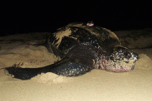 Leatherback Turtle