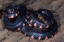 Mud Snake