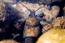 New River Crayfish