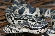Northern Pine Snake
